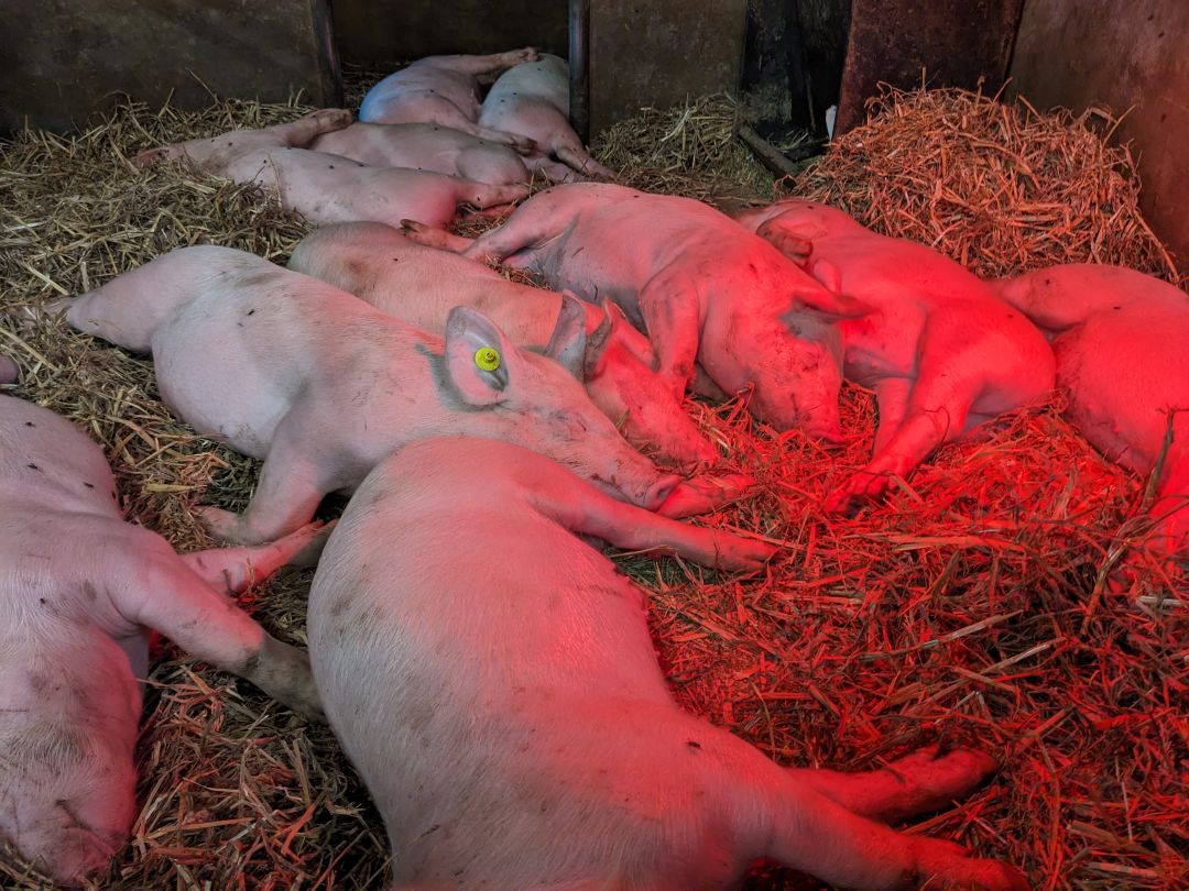 Biggetjes slapen in de schuur, onder een hitte lamp