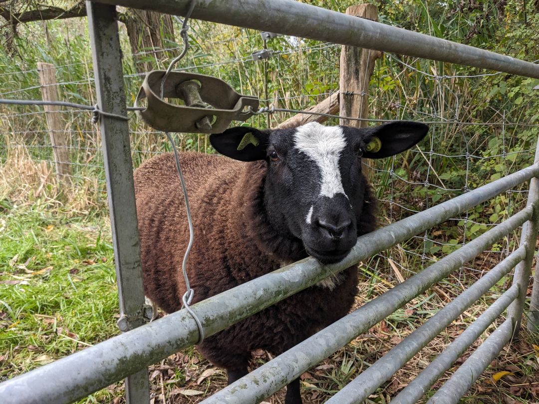 Een enkel schaap achter een hek kijkt recht in de camera.